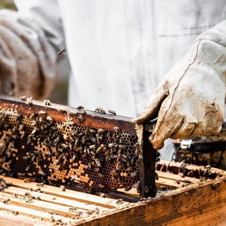 man taking out a beehive rack covered with bees, honey and wax 