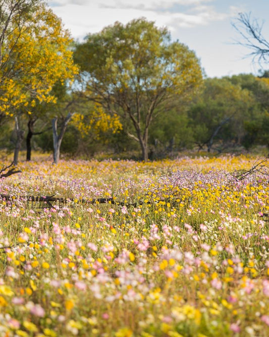 Spring in Australia: A Seasonal Guide to Non Toxic Candles